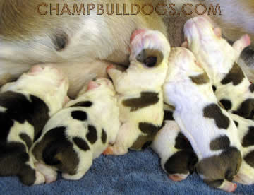 bulldog puppies picture